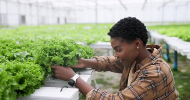 Frau Salat Und Wachstum Gewächshaus Für Landwirtschaft Inspektion Und Nachhaltige — Stockvideo