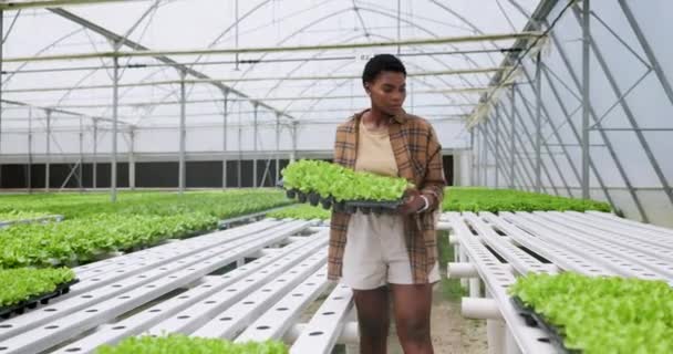 Rośliny Zrównoważone Młoda Kobieta Szklarni Robi Badania Lub Badania Botaniki — Wideo stockowe