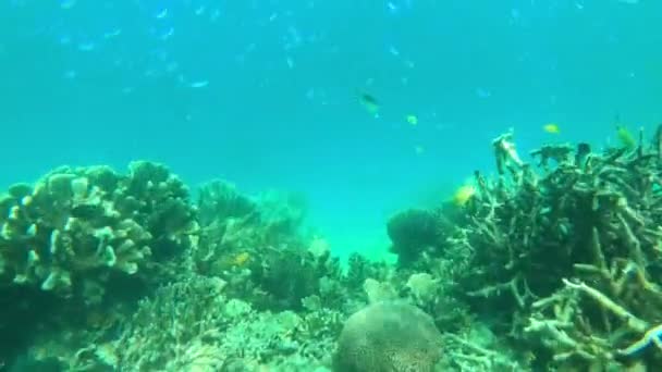サンゴ礁 熱帯魚 水中を泳いでいる 持続可能な植物を持つ水生生物 海洋生息地パラダイスでの自然の海藻探検 — ストック動画