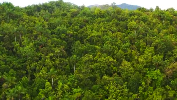 Drone Forêt Arbres Dans Nature Pour Des Vacances Des Voyages — Video