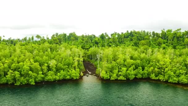 Yağmur Ormanları Drone Göl Doğada Ağaçlar Yeşillik Içinde Büyüme Sabah — Stok video