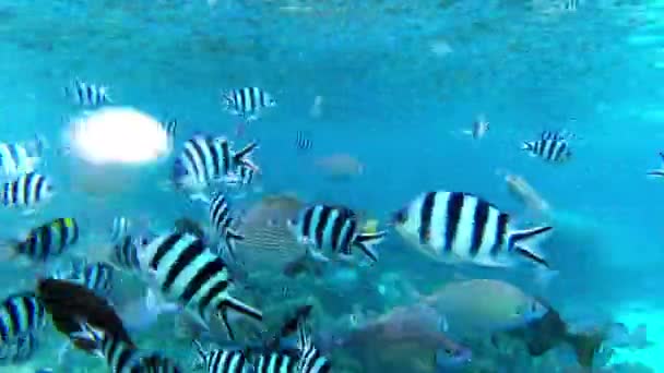 Fische Korallen Und Schwimmen Riffen Ozeanen Und Wildtieren Oder Lebensraum — Stockvideo
