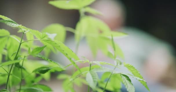 Bahçede Marihuana Bitki Cbd Büyümek Için Rüzgar Sürdürülebilirlik Bahçeyle Birlikte — Stok video