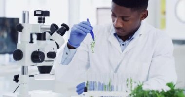 Mikroskop, bitki ve tıp mühendisliği olan bilim, araştırma ve siyah adam laboratuvarda. Biyoteknoloji, doğa ve ilaç testi, laboratuvarda analizi olan bilim adamı veya teknisyen.