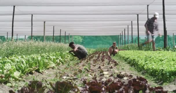 가능한 제품을위한 팀워크 영양을위한 유기농 작업을위한 양상추 — 비디오