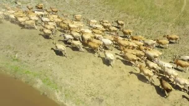 Drone Vaches Courir Dans Nature Eau Plein Air Pour Agriculture — Video