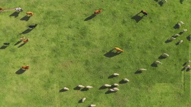 Drone Paisagem Campo Fazenda Para Ovelhas Vacas Grupo Animais Pastagens — Vídeo de Stock