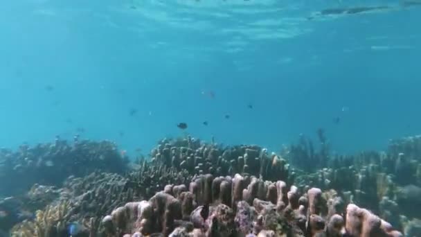 Recife Coral Oceano Natureza Com Peixes Por Debaixo Água Natação — Vídeo de Stock
