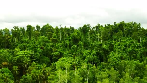 Bosque Dron Paisaje Naturaleza Árboles Crecimiento Con Vegetación Mañana Bosques — Vídeos de Stock