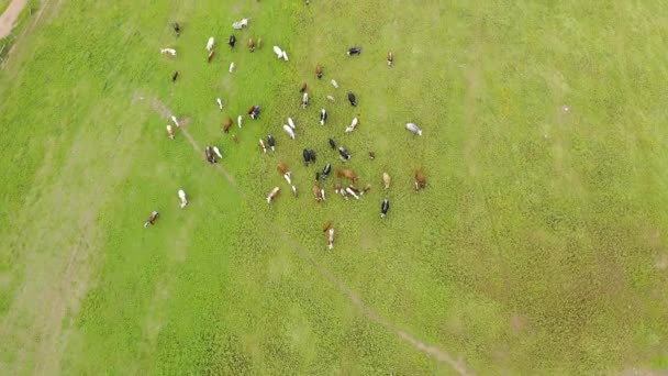 Drone Vee Dieren Gras Het Platteland Landbouw Koeien Voor Voedselindustrie — Stockvideo