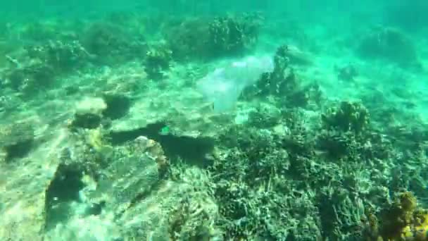 Koraalrif Zee Plastic Voor Vervuiling Natuur Tropische Ecologie Met Aquatische — Stockvideo