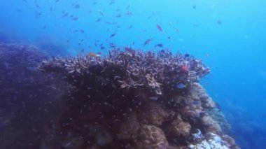 Mercan resifi, biyolojik çeşitlilik ve tropikal okyanus, doğa ve sualtı ortamındaki balıklar. Deniz, ekoloji ve hayvanlar doğal habitatlarda, deniz yatakları ve deniz bitkileri ve ekosistem ile yüzerler..