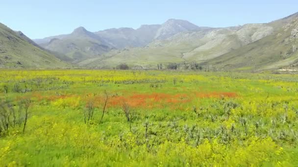 山和草的鼓声或春天植物和生物多样性生长的背景景观 具有生态环境友好 绿地或草地生态的农村空中景观 — 图库视频影像