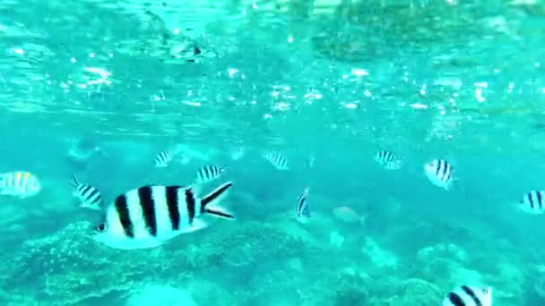 Fische Korallen Und Schwimmen Riffen Ozeanen Und Wildtieren Oder Lebensraum — Stockvideo