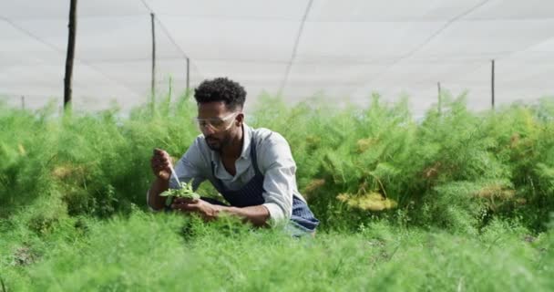 Muestras Hombre Pipeta Plantas Para Análisis Investigación Estudio Para Crecimiento — Vídeos de Stock