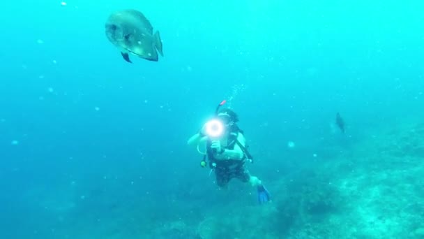 Penyelaman Scuba Ikan Dan Bawah Air Laut Dengan Kamera Untuk — Stok Video