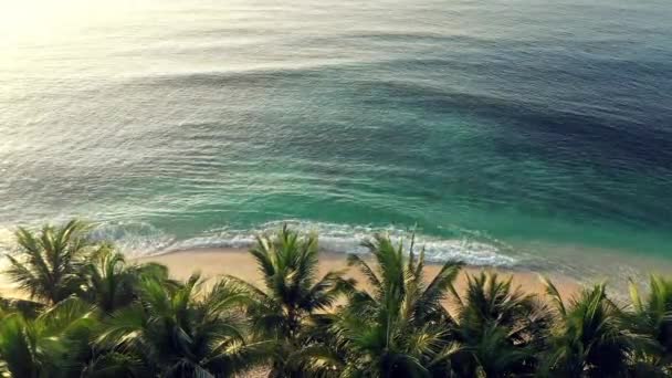Свобода Пляж Дрон Природе Пальмами Приключений Рай Отдых Океан Путешествия — стоковое видео