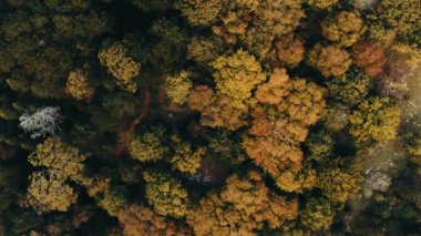 Drone, orman ve ağaçlar sonbahar ya da sonbahar mevsiminde yukarıdan bir doğa ortamında. Toprak, büyüme ya da sürdürülebilirlik ormanın ya da vahşi doğanın çevre dostu korunumu.