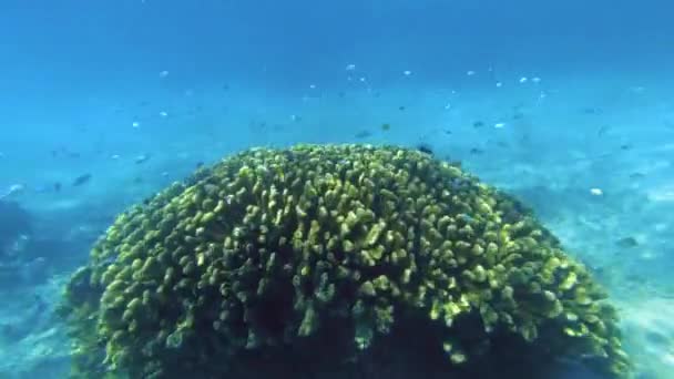 サンゴ礁 生物学 そして持続可能な植物のための熱帯生態学によって魚と海藻 海底または海洋野生生物環境における海洋 自然の生息地 — ストック動画