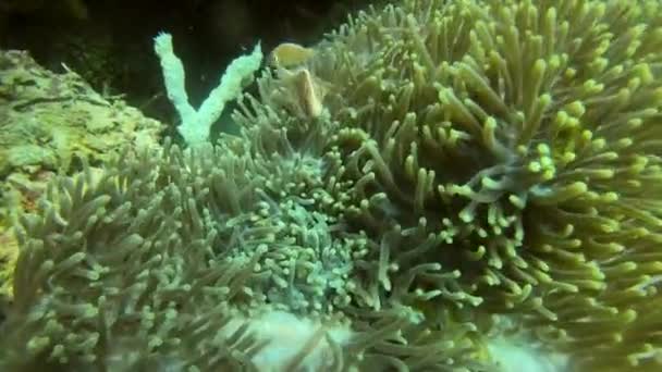 Fish Coral Reef Tropical Island Adventure Holiday Pink Skunk Raja — Stock Video
