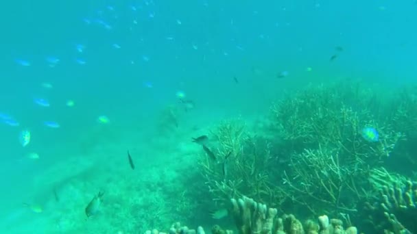 Barriera Corallina Oceanica Sottomarina Con Pesci Creature Acquatiche Tropicali Con — Video Stock