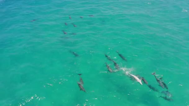 Τροπικό Ωκεανός Drone Για Κολύμπι Δελφινιών Οικολογικό Τουρισμό Διακοπές Για — Αρχείο Βίντεο