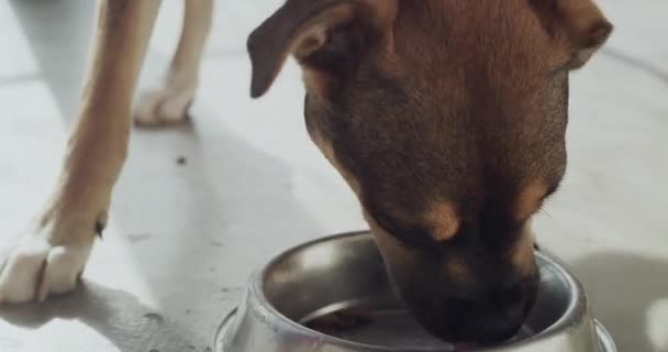 Pies Jedzący Głodny Zwierzak Schronisku Dla Zwierząt Głodem Kolacją Centrum — Wideo stockowe