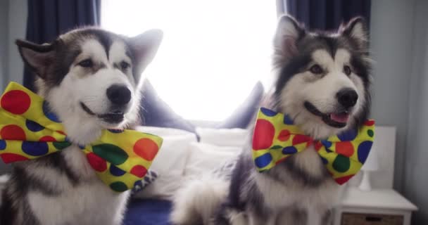 Розслабтеся Пов Яжіть Краватку Або Собак Ліжку Вдома Святкових Розваг — стокове відео
