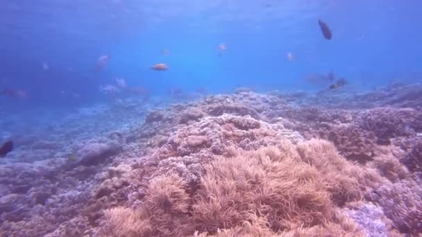 Риби Підводний Кораловий Рифи Океані Або Навколишньому Середовищі Плавання Свободи — стокове відео