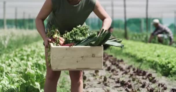 收获有机产品 可持续经营或团队合作的妇女 蔬菜盒和温室领域 粮食作物和农业职业或农业园艺师 工业中的健康植物 — 图库视频影像
