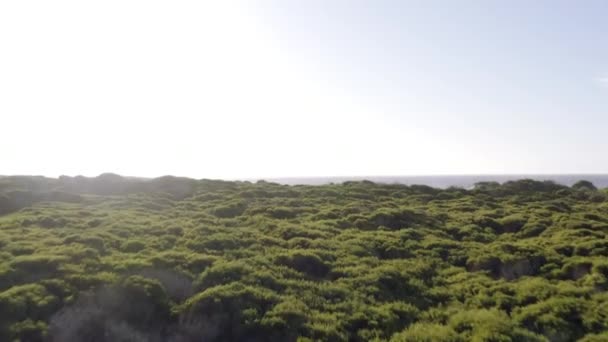 자연에서 휴가를위한 위치의 드론보기와 수풀과 수평선에 하늘을 호화스러운 바닷가 언덕을 — 비디오