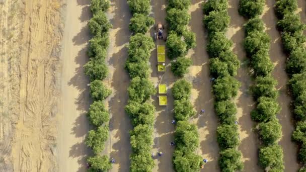 Nsansız Hava Aracı Doğa Tarımla Çiftlikte Insanlar Sürdürülebilir Yeşil Mahsullü — Stok video