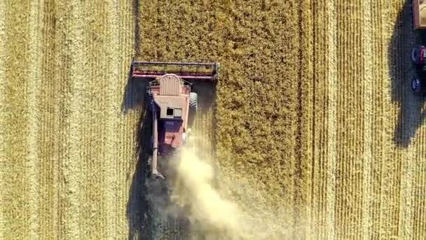 Açık Havada Traktör Hasat Dron Buğday Veya Mısır Tarlasında Ekinler — Stok video