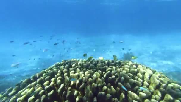 Коралловый Риф Море Окружающая Среда Рыбами Подводного Плавательного Тропической Экологии — стоковое видео