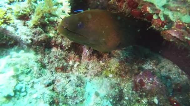 Anguilla Barriera Corallina Sottomarina Nell Oceano Nuotare Scoprire Ecologia Indonesia — Video Stock