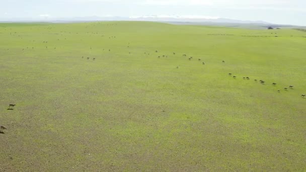 Hava Aracı Yeşil Çimen Koyunlar Çiftlikte Arazide Kırsaldaki Büyük Açık — Stok video