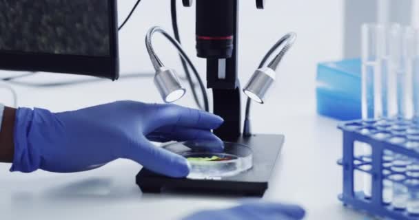 Wissenschaftler Mikroskop Und Petrischale Oder Hand Biologische Forschung Und Analyse — Stockvideo