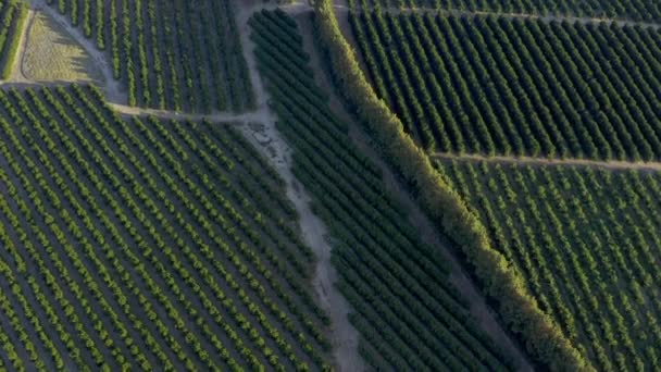 プランテーションや作物のための農業 持続可能性 生態学のための植物を持つドローン ブドウ園 炭素捕獲 植生のための田舎での空中視野 — ストック動画
