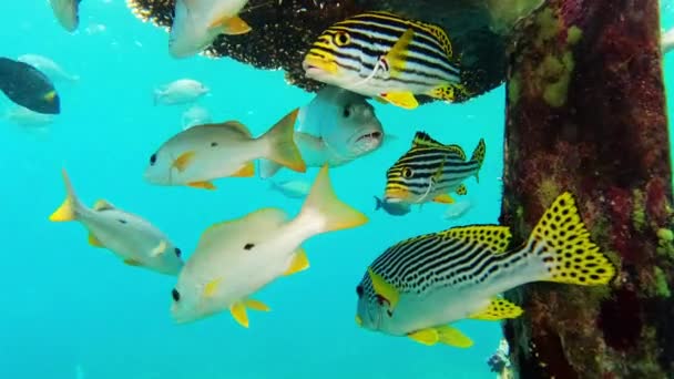 Ψάρια Κοραλλιογενείς Ύφαλοι Και Φύκια Κολύμπι Φύση Μαύρο Spot Snappers — Αρχείο Βίντεο