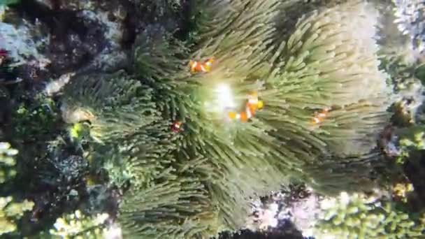 Okyanus Balığı Deniz Şakayığı Doğal Ortamda Yüzme Doğa Vahşi Yaşam — Stok video
