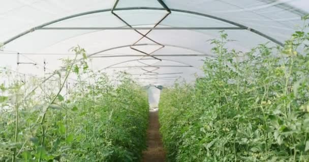 Καλλιέργειες Θερμοκήπια Και Περιβαλλοντικά Αγροκτήματα Βότανα Που Καλλιεργούνται Για Βιώσιμη — Αρχείο Βίντεο