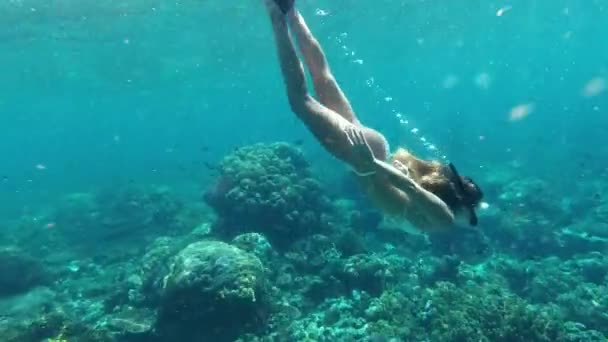 생태학을 물고기에서 산호초에서 스노클링 해초와 운동은 가능한 식물에 — 비디오