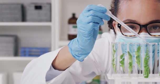 Kobieta Naukowiec Pipeta Badań Roślin Eksperymentów Badań Ekologicznych Kobieta Lekarz — Wideo stockowe
