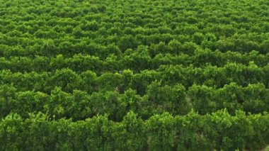 İHA, manzara veya tarım, sürdürülebilirlik veya alkol endüstrisinde ekolojik büyüme için şarap çiftliği ağaçları. Fransa 'da yeşillik, meyve ve üzüm bağları için hava manzarası, bitkiler veya doğa arka planı.