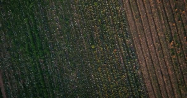 Farm Mezőgazdaság Drón Táj Területen Természet Növekedési Fejlődés Vagy Zöld — Stock videók