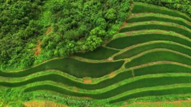 İnsansız hava aracı, pirinç tarlası ve teras Vietnam 'da tarım, üretim ve büyüme için doğada ağaçlar. Hava manzarası, tarım ve ekoloji yeşillik, hasat ve manzara arka planına sahip çevre.