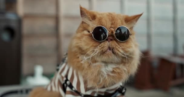 Katt Solglasögon Och Utomhus Sällskapskläder Med Stil Mode Och Roligt — Stockvideo