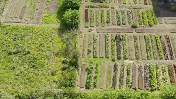 Hava Aracı Çiftlik Kırsalda Sürdürülebilirliği Olan Büyüme Gıda Üretim Alanındaki — Stok video