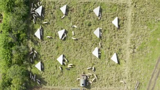 Drone Aereo Allevamento Suini Terra Crescita Cibo Produzione Con Sostenibilità — Video Stock