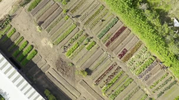 Aerial Drone Farm People Land Growth Food Production Sustainability Countryside — Stock Video